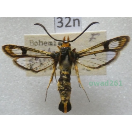 Chamaesphecia empiformis (Esper, 1783) Czech32n
